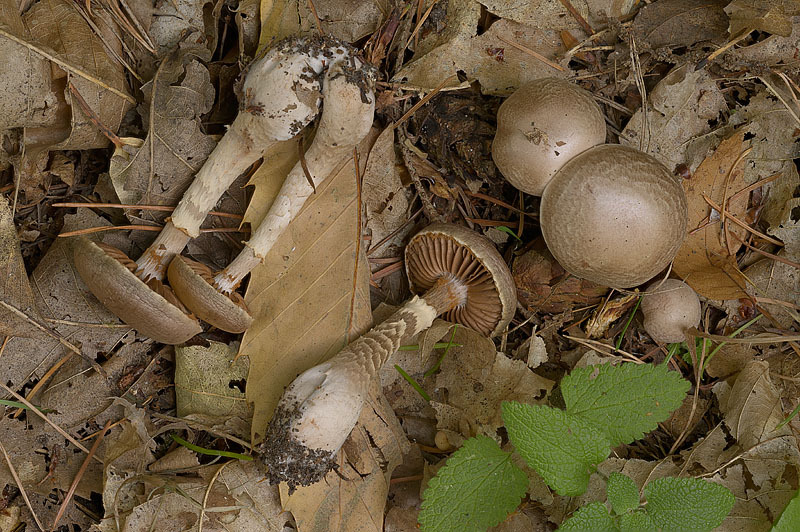 Cortinarius (subgenus Telamonia) torvus